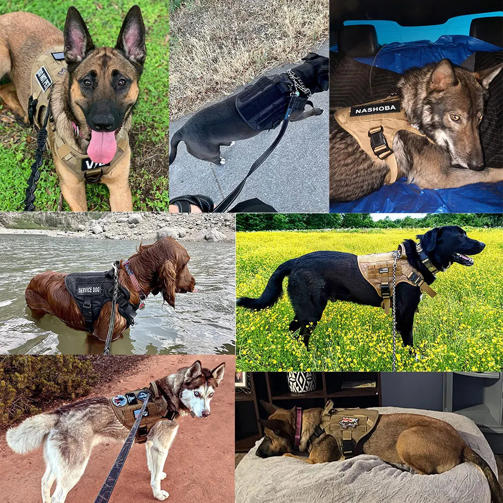 PETRAVEL Padded Dog Harness And Leash Set For Training Walks